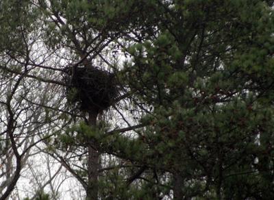 Bald Eagles Nest Found Near Next Section Of Bypass Local