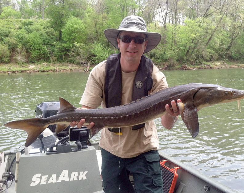 More Than 8 000 Sturgeon Stocked In Local Rivers This Month Local News Northwestgeorgianews Com
