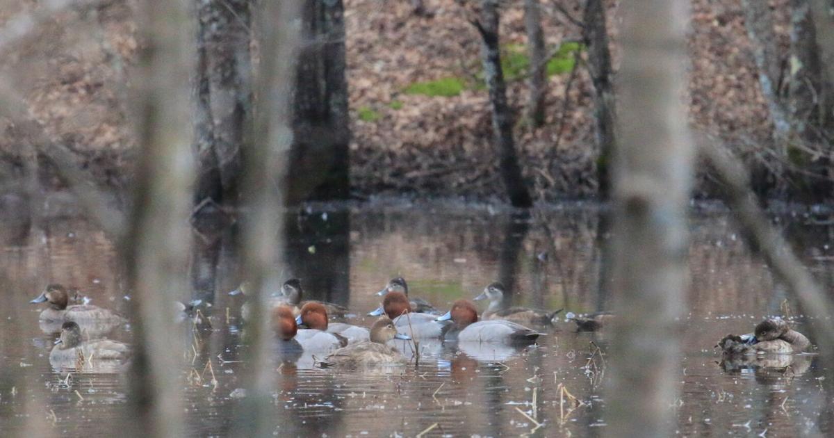 duck season opens Saturday Local