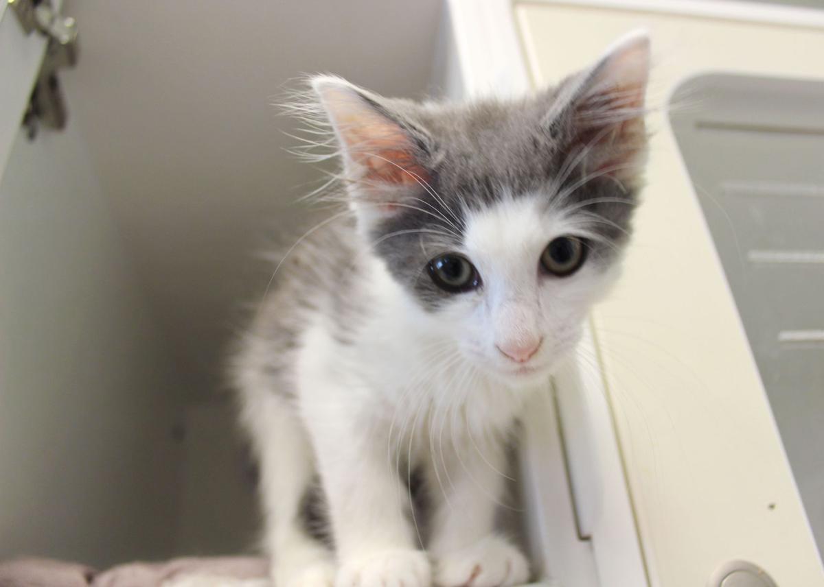 Paws Offering Free Pet Adoptions In Summer Months Of High Activity