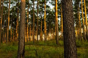 Timbering for the long haul: Floyd County grower sees stakes in proposed state tax cut