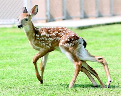 6-legged deer an unusual sight | Rome News-Tribune