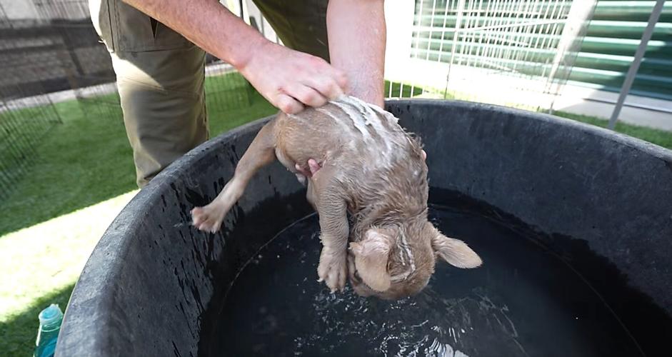 Puppy getting bath at Catoosa County Animal Control