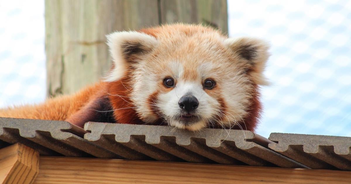 Chattanooga Zoo Unveils New Outdoor Red Panda Habitat Gordon Life Northwestgeorgianews Com Chattanooga Zoo Unveils New Outdoor Red Panda Habitat Gordon Life Northwestgeorgianews Com