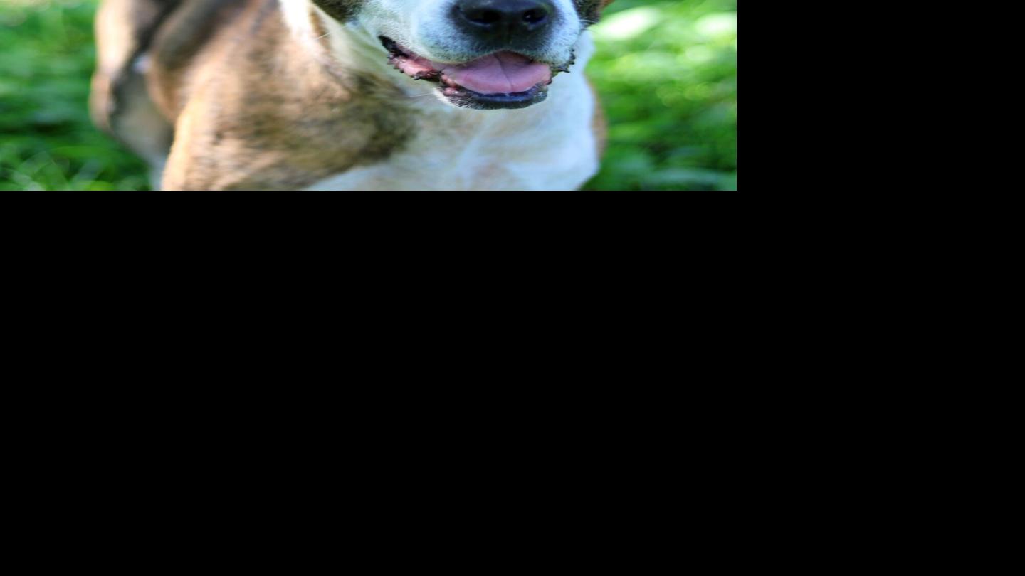 Polk County Standard Journal