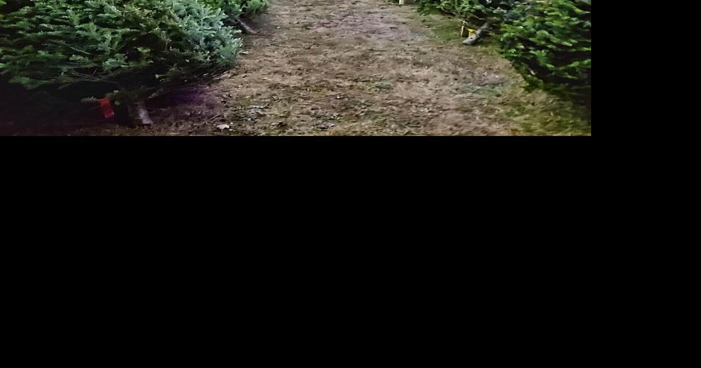 400 balsam fir Christmas trees at Ringgold Florist News