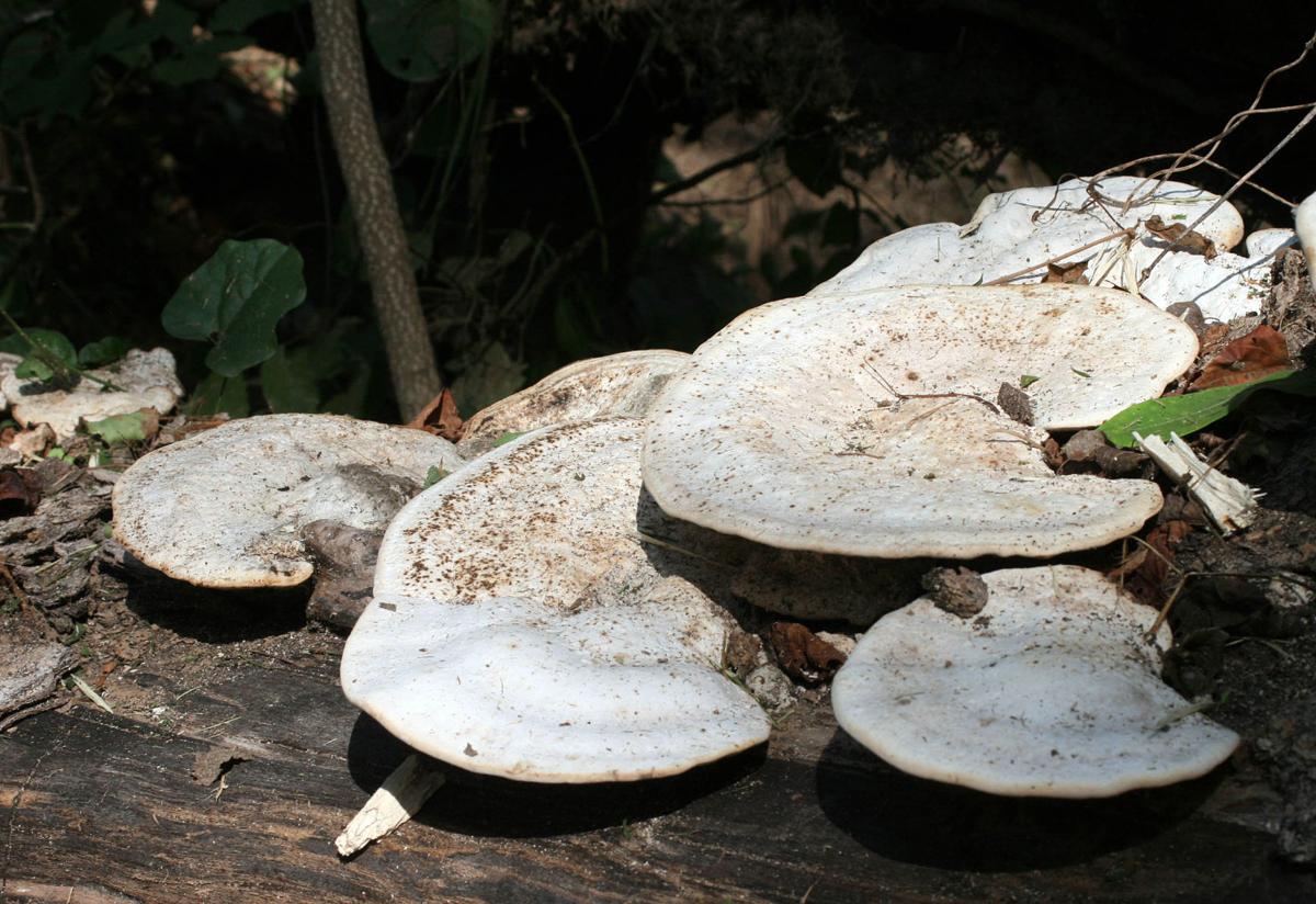 100919_RNT_Mushrooms1.jpg