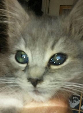 Ringgold veterinarian saves kitten's eye with dog blood | Catoosa Walker  News 