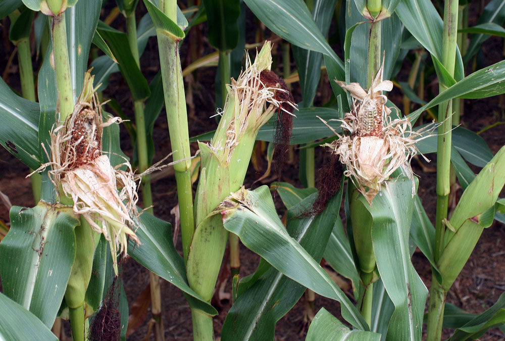 Deer damage crops near Cave Spring Gallery