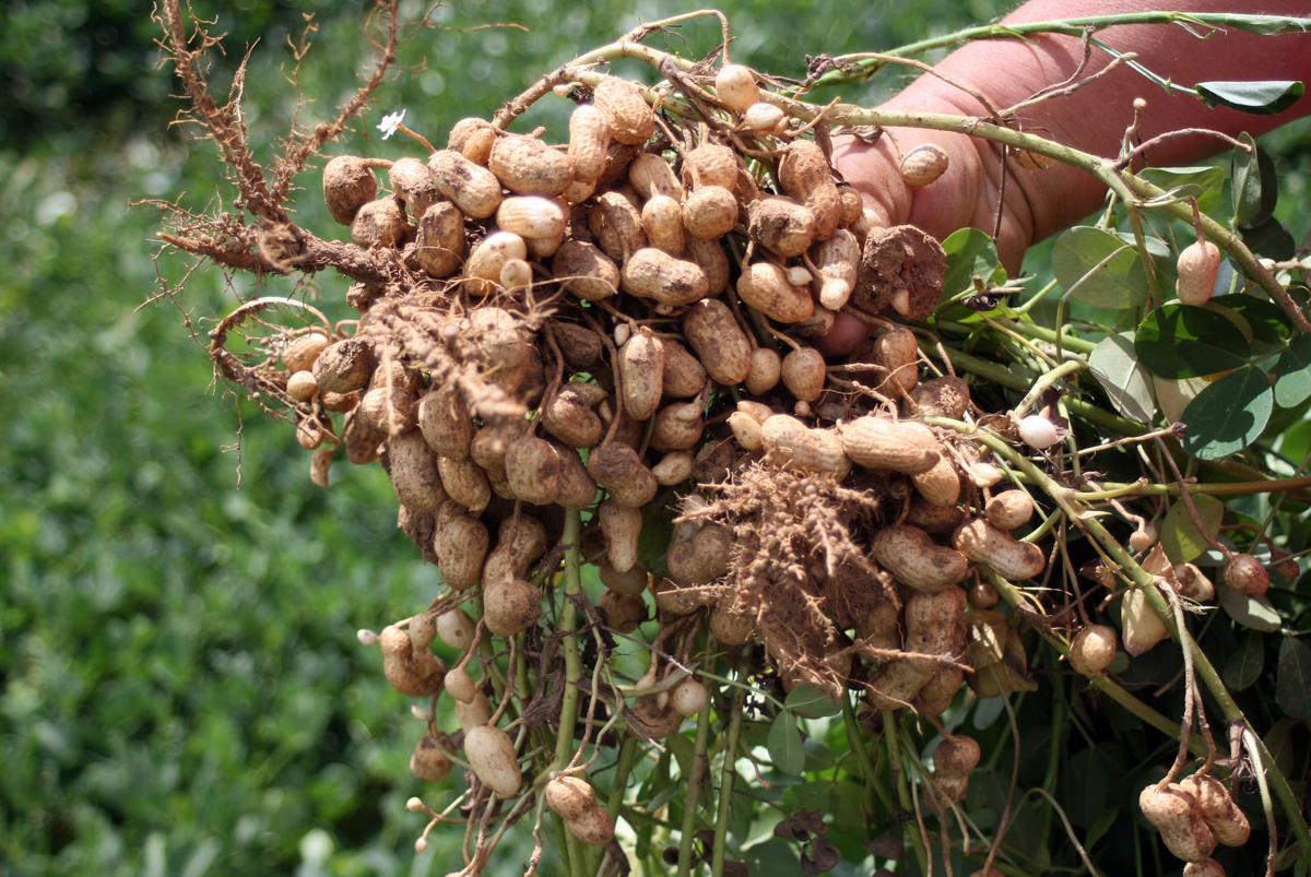 NUTS Newest cash crop in Floyd County Business