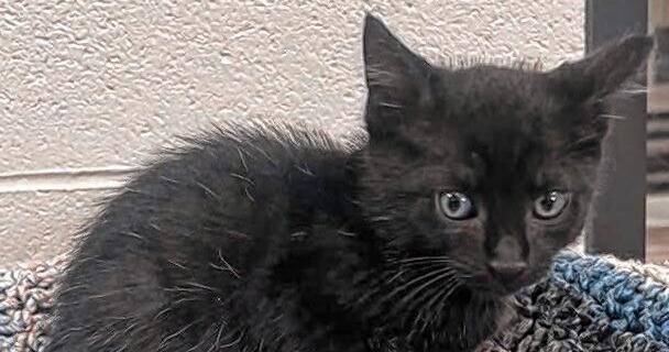 Gordon County adoptable pets