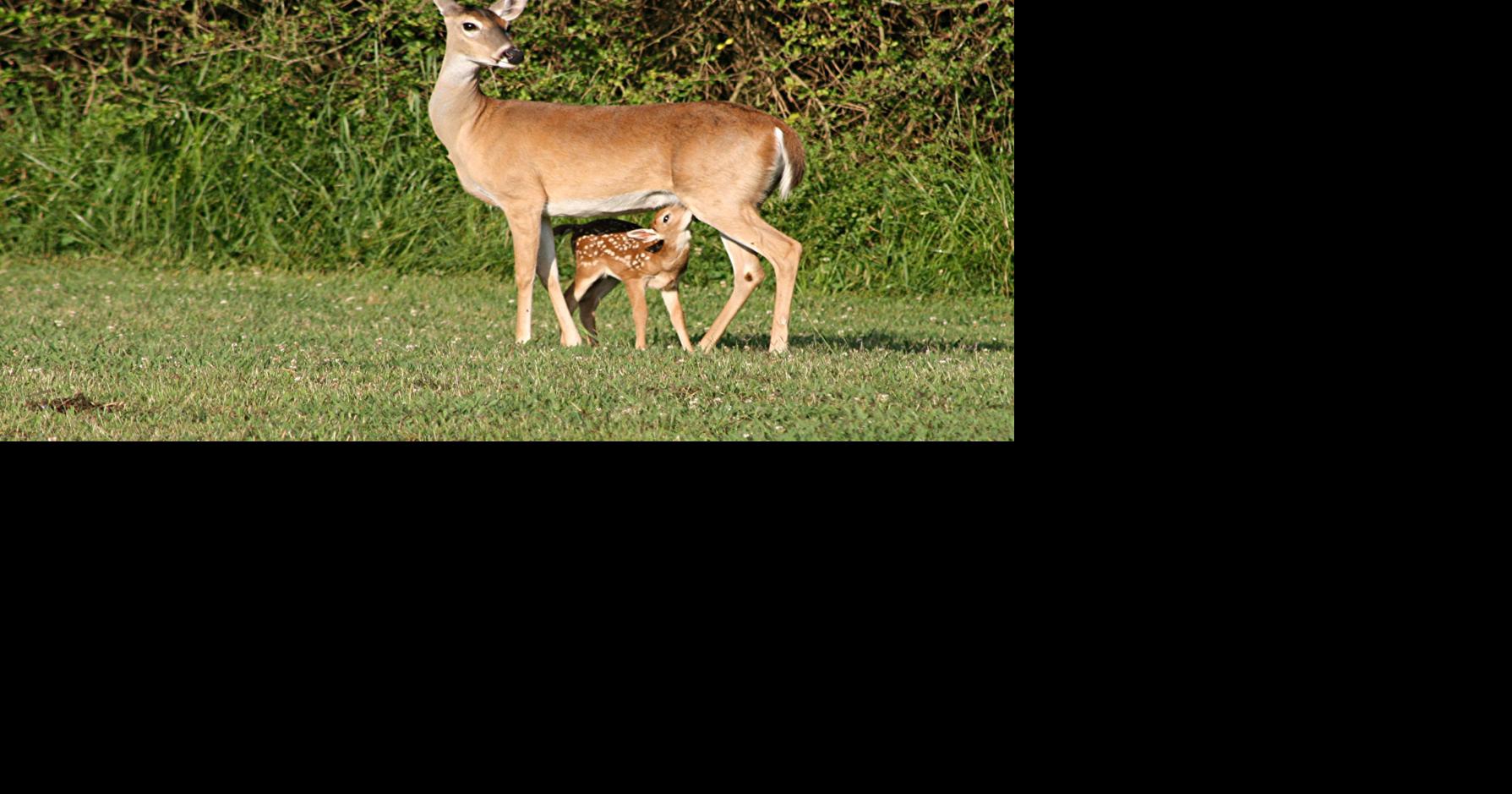 Deer-car collisions in Rome signal increase in activity | Local News ...
