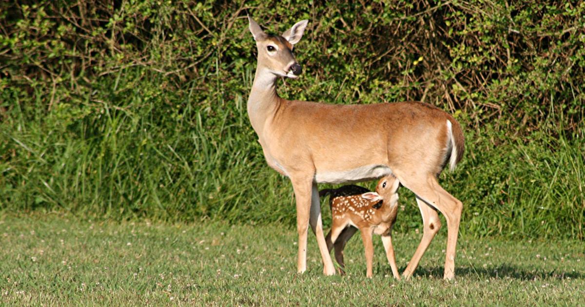 Deer Rome Deer-car collisions in Rome signal increase in activity | Local News ...