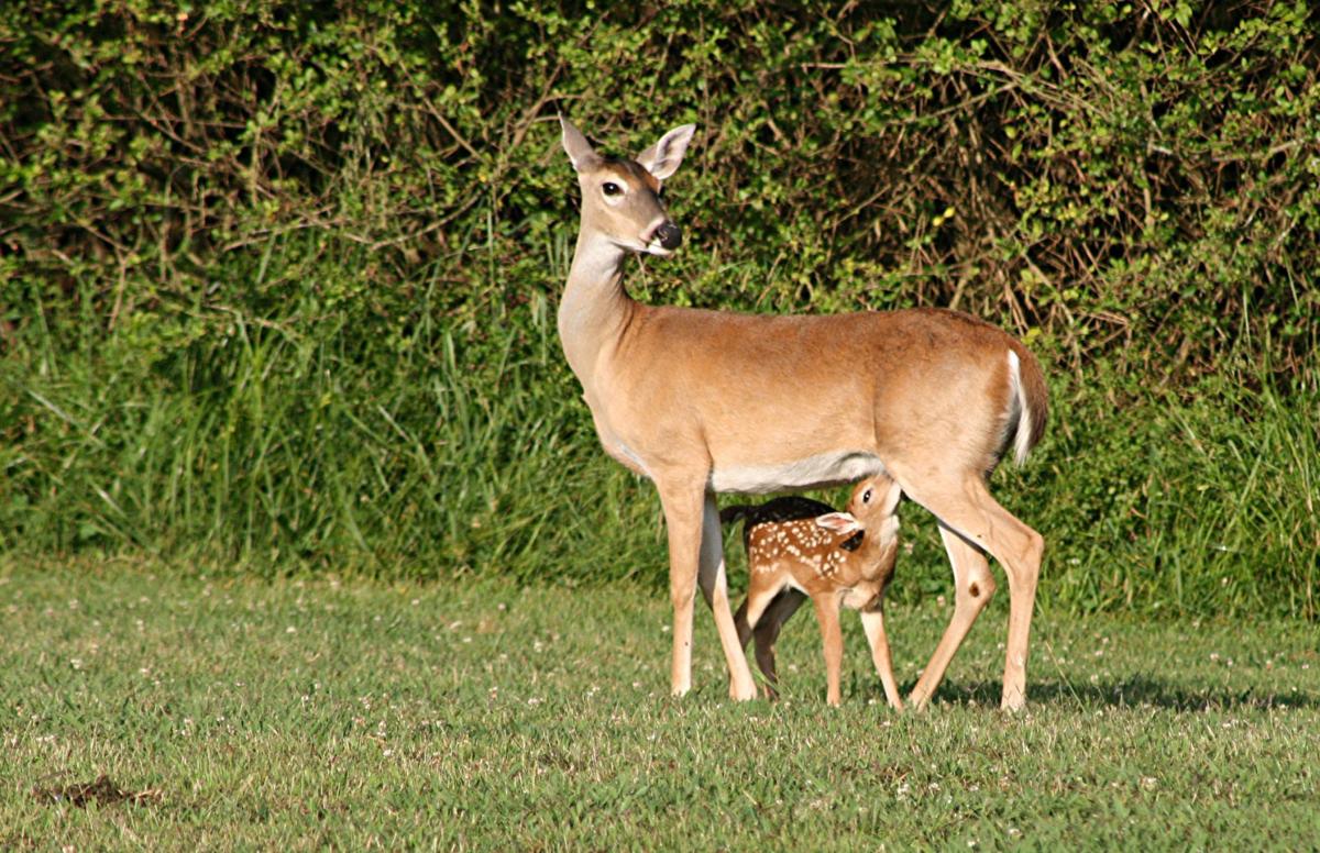 deer car collisions in rome signal increase in activity local news