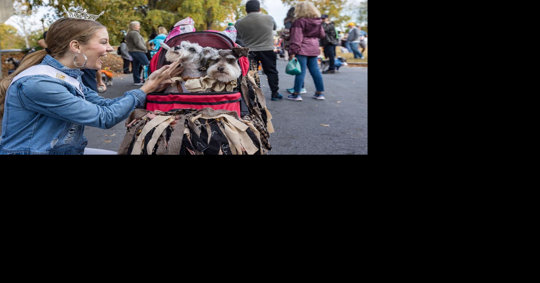 Schnauzerfest brings over 800 doglovers to downtown Rome Local News