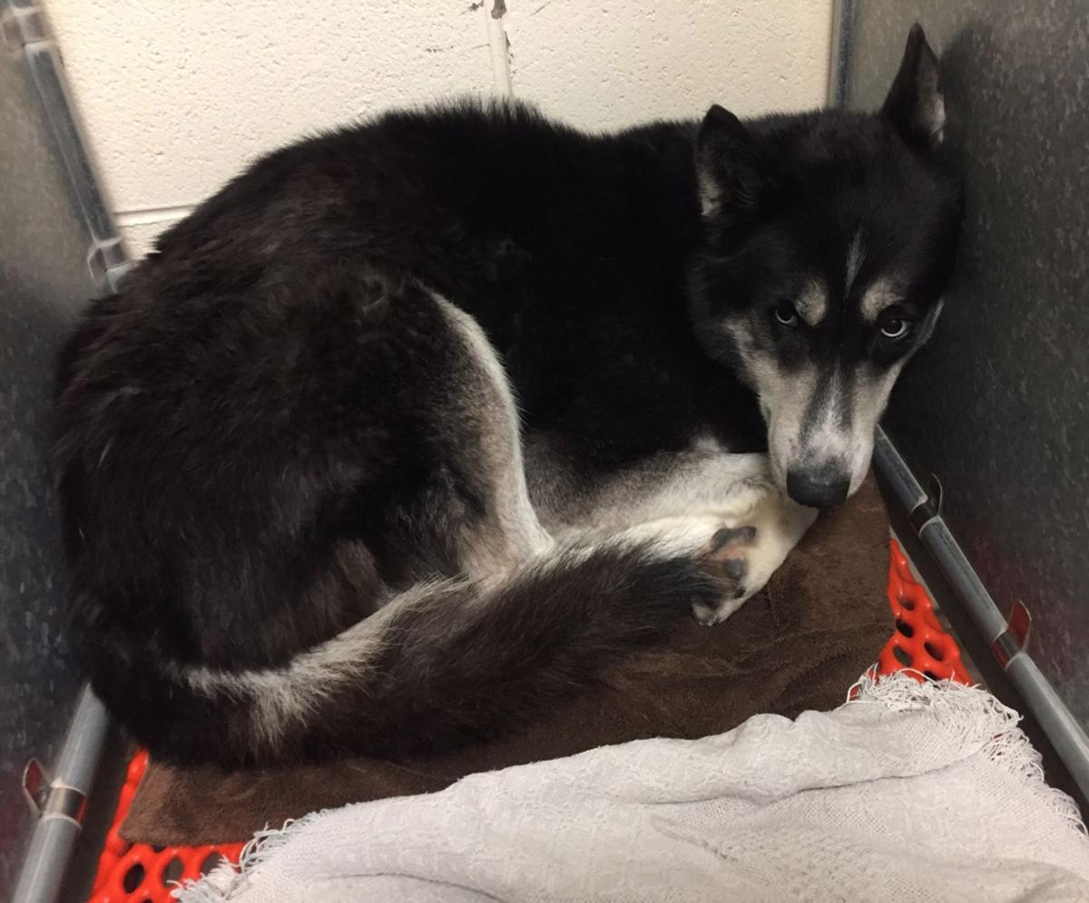 From Catoosa County To Colorado Wolf Dog Rescue Lifestyles Northwestgeorgianews Com