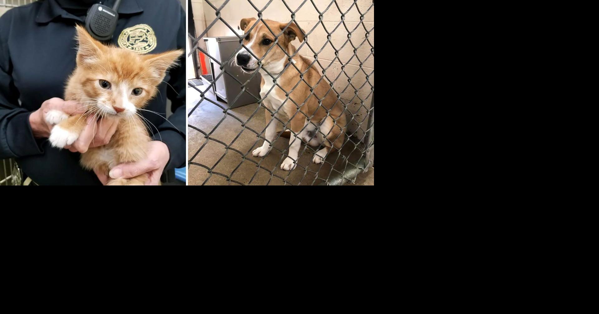 Catoosa Shelter open Saturdays, K9 Tub Time offers free baths to dogs