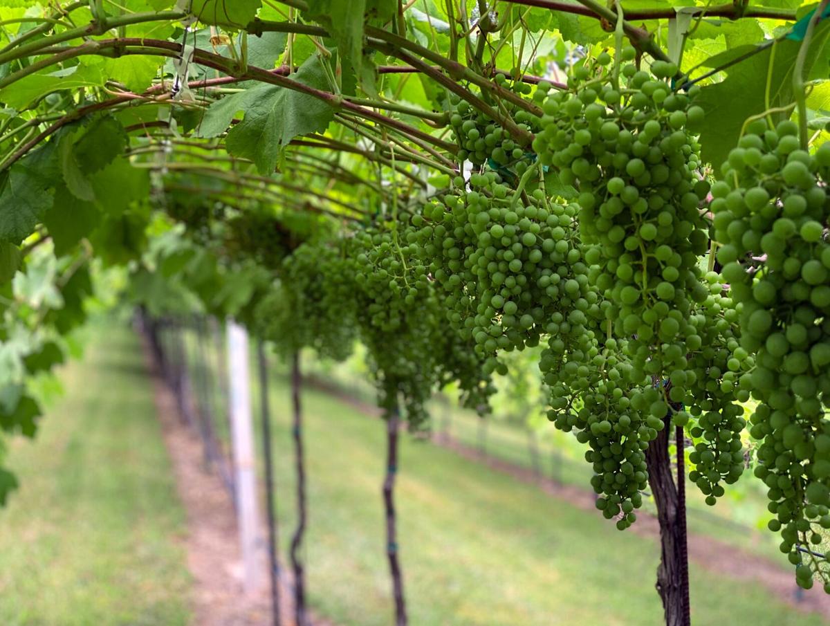 Newby Set To Finalize Plans For New West Rome Winery Business Northwestgeorgianews Com