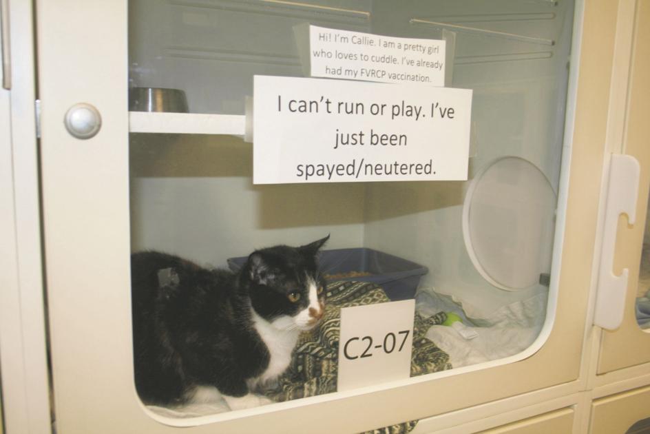County Taps New Vet To Spay And Neuter Shelter Pets Local News