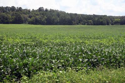 County betting Braden Farm can grow jobs instead of soybeans or corn