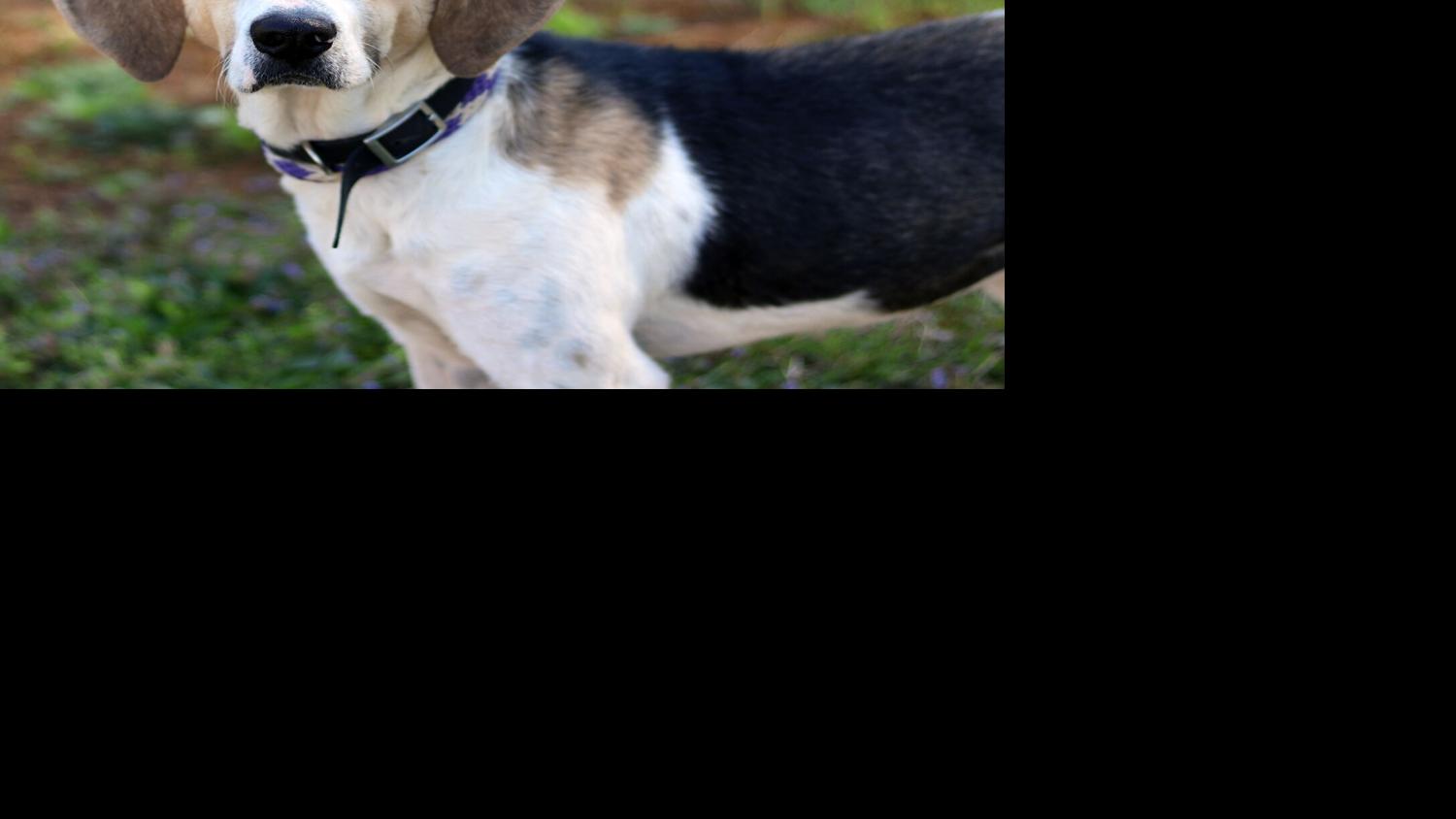 Polk County Standard Journal