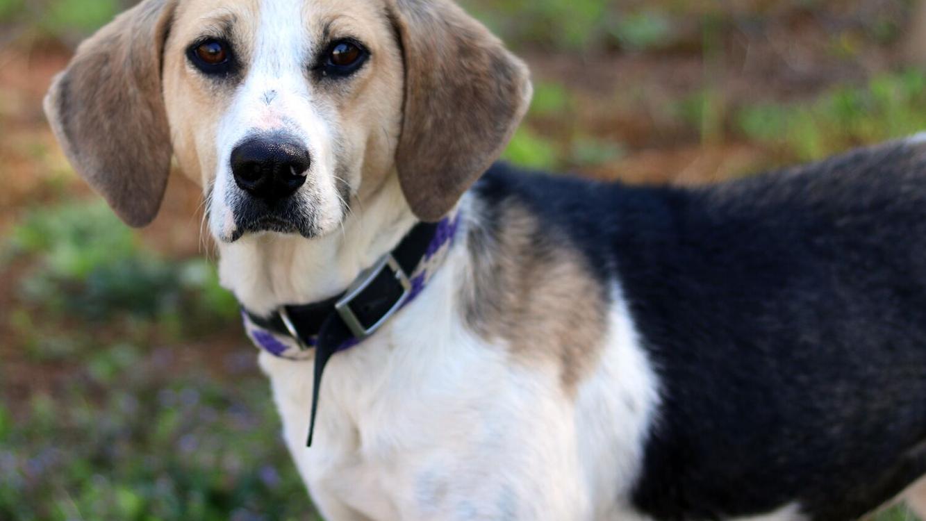 Polk County Standard Journal