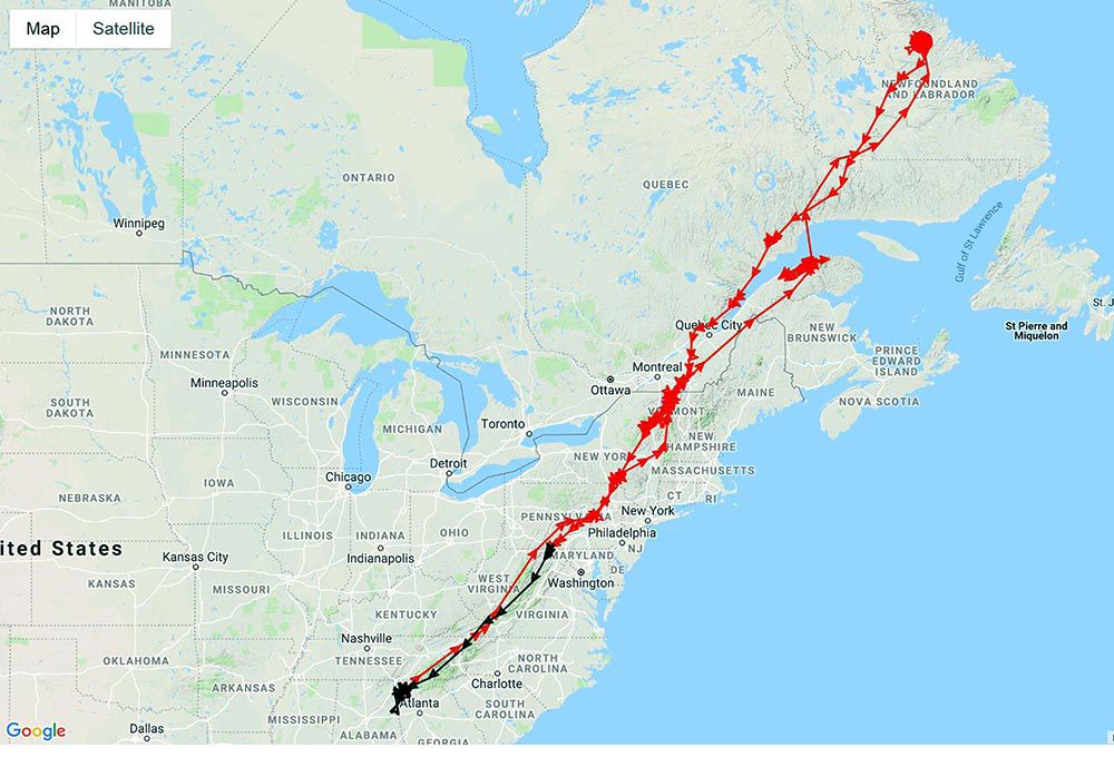 Golden Eagle Trapped Last Year Has Returned To Area Local