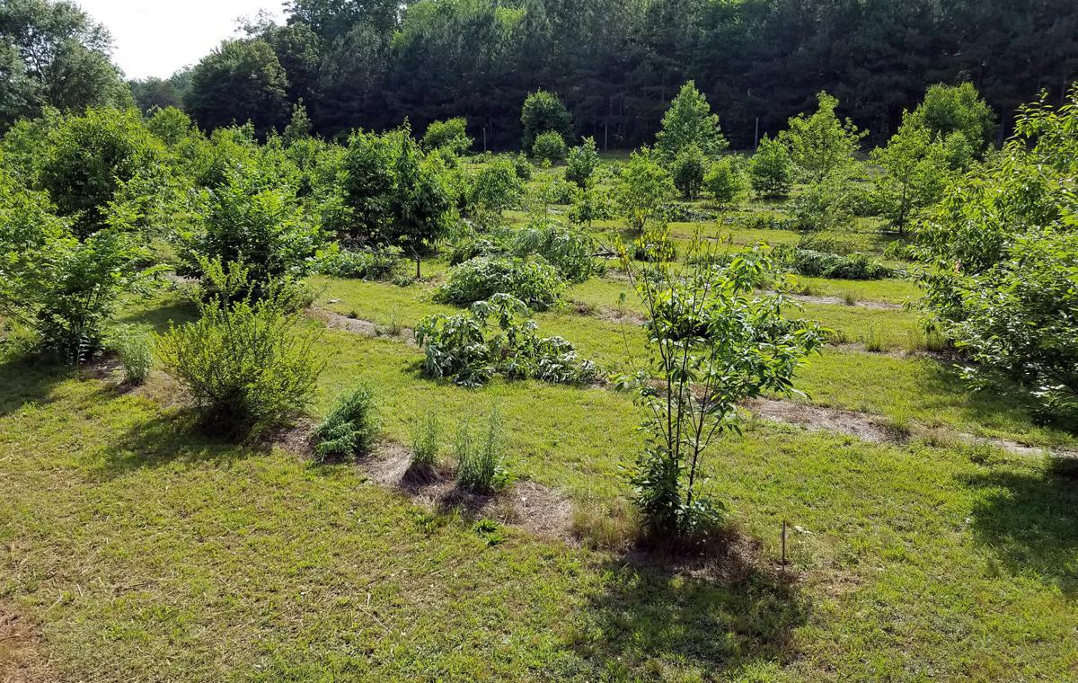 Berry Led Research On Blight Resistant Chestnut Trees Being Developed In Orchard Between Rome And Summerville Local News Northwestgeorgianews Com