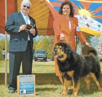 akc tibetan mastiff