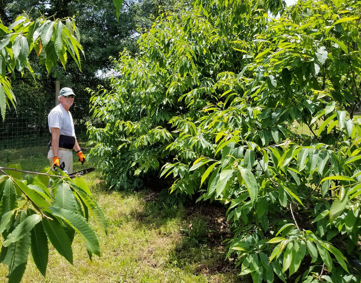 Berry Led Research On Blight Resistant Chestnut Trees Being Developed In Orchard Between Rome And Summerville Local News Northwestgeorgianews Com