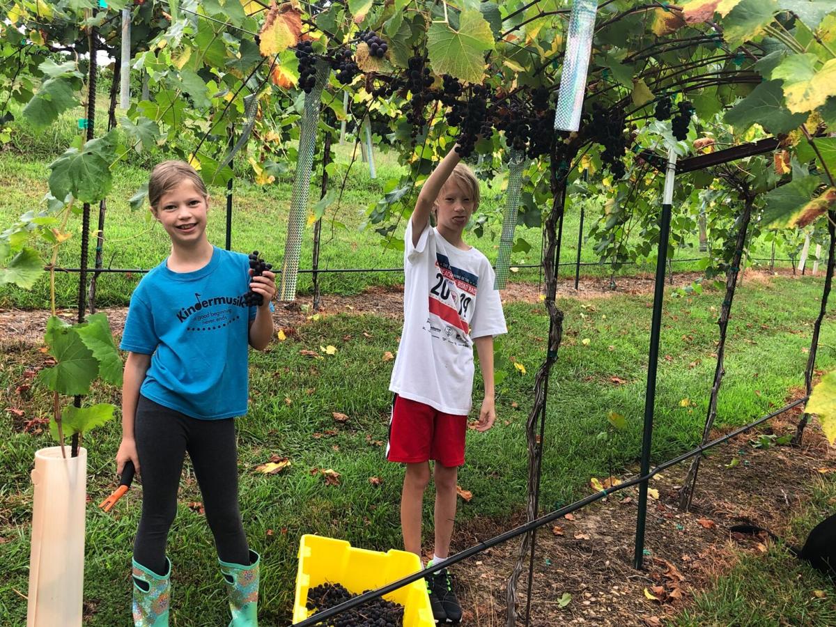 Newby Set To Finalize Plans For New West Rome Winery Business Northwestgeorgianews Com