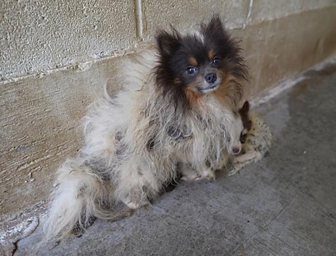 Rescued dogs