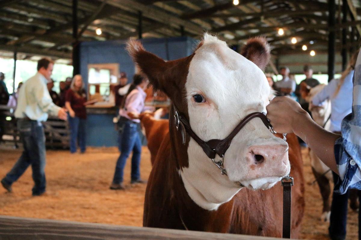 Polk County Livestock Show goes on minus fair Lifestyles