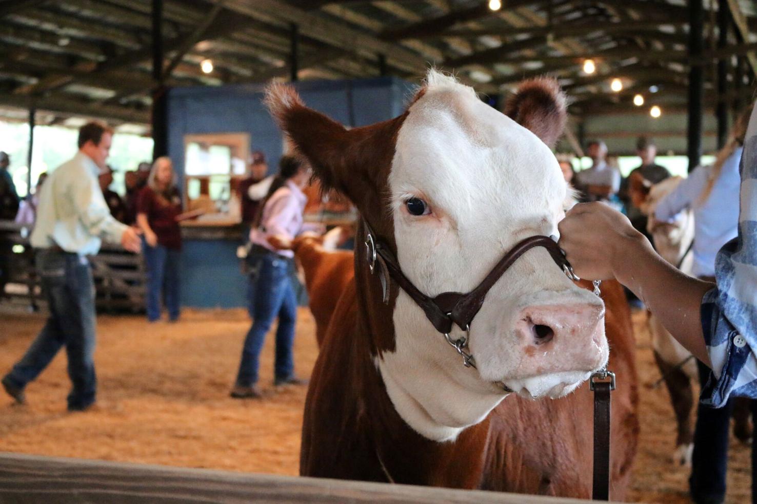 livestock-show-rewards-students-hard-work-during-strange-year-local