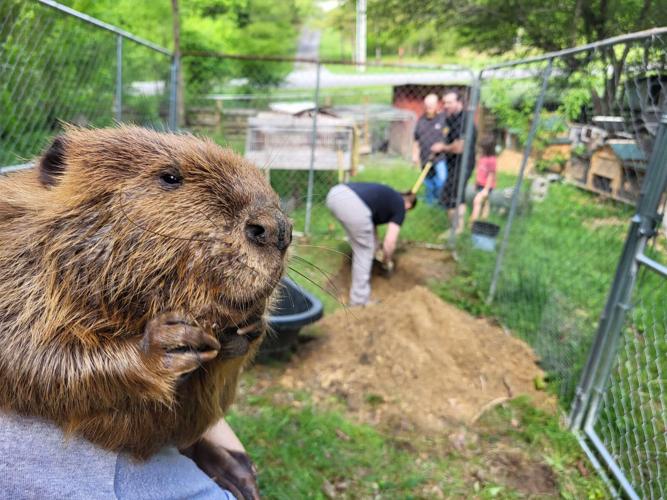 beaver add 2