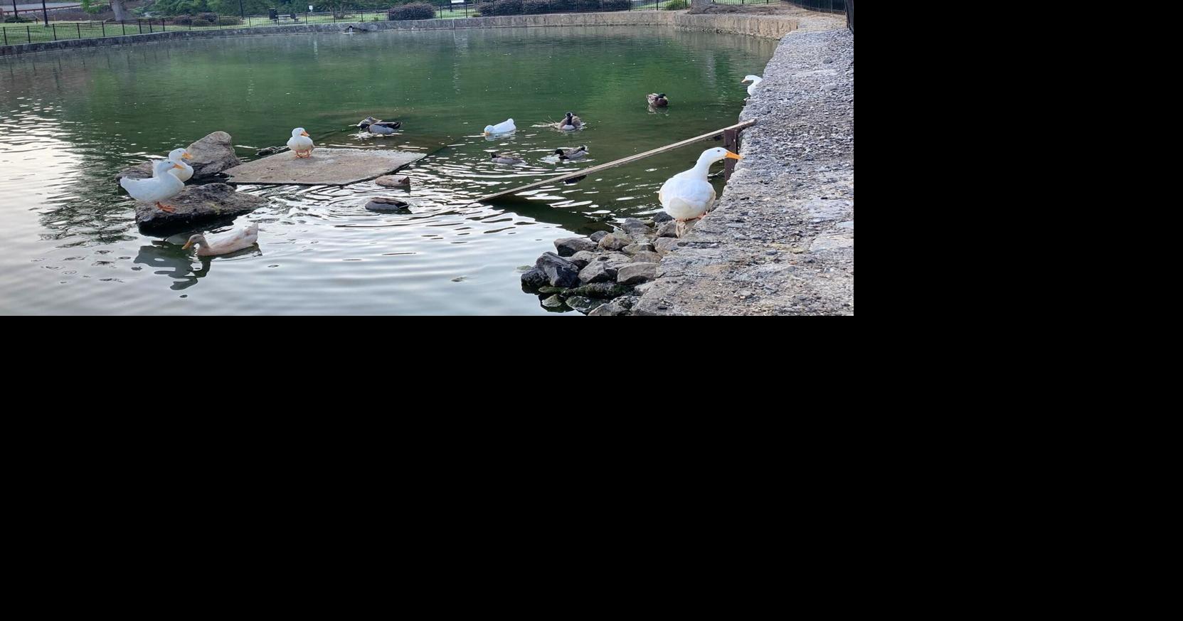 Rossville seasonal events for Halloween, Thanksgiving