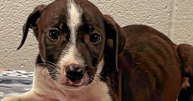 Gordon County adoptable pets
