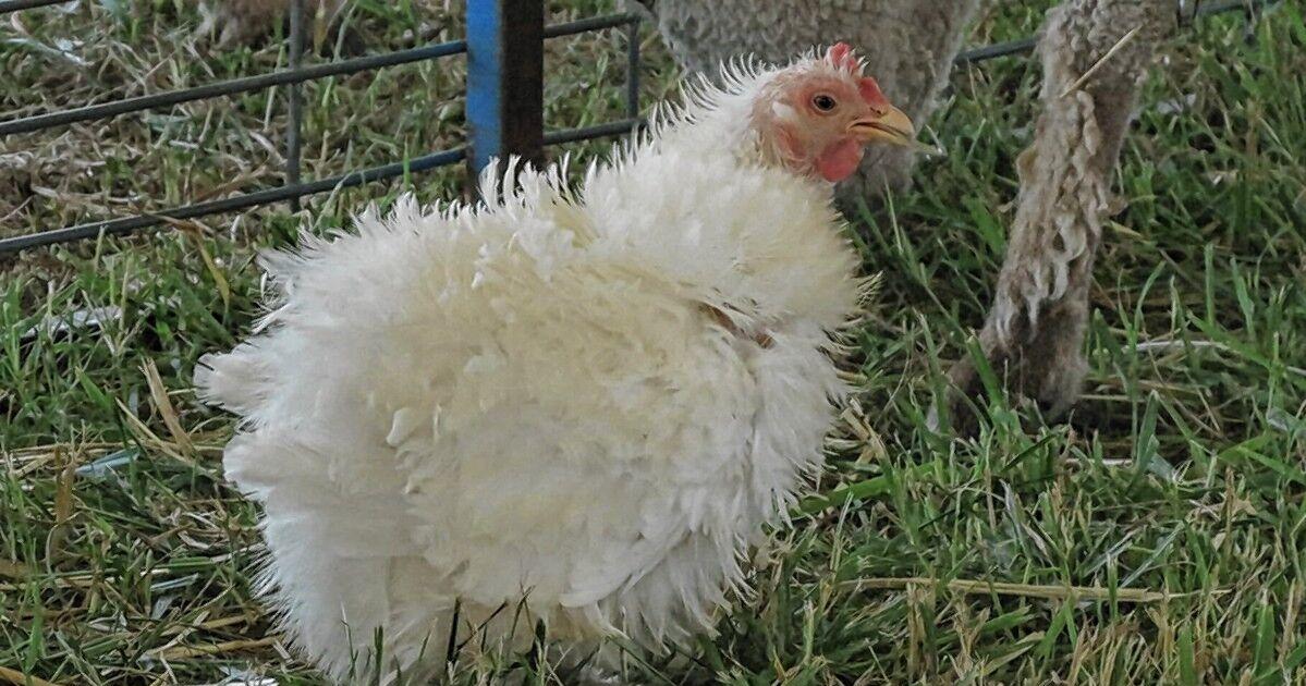 Avian flu hits two Walker County chicken farms