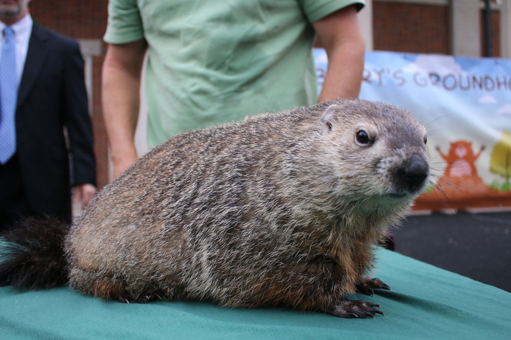 Groundhog Day at Berry College Gallery