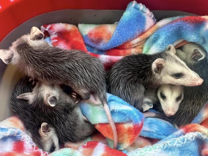 possums add 1