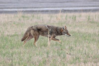 Coyote research finds new perspective