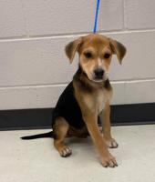 GCAC Pets of the Week