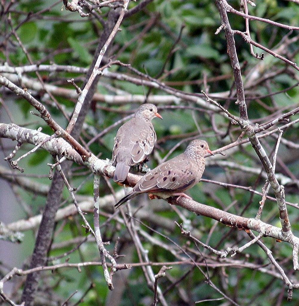 Dove season opens at noon today; Opening day is one of South's rites of