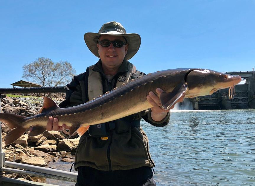 20 years in, lake sturgeon efforts continue in the rivers Local News