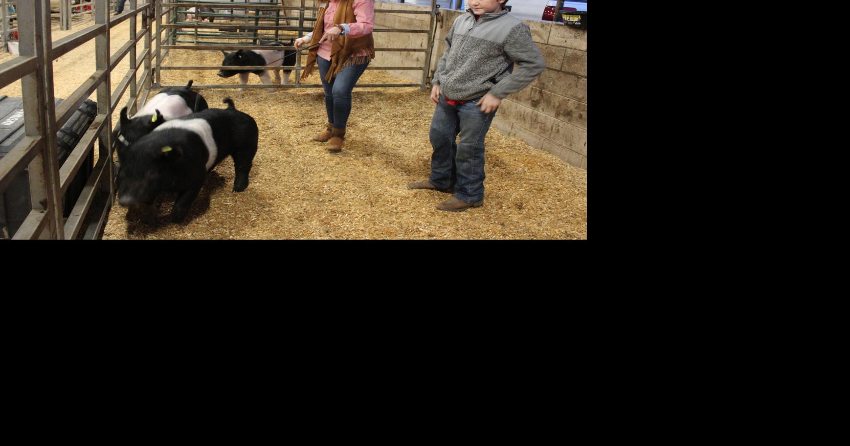 Gordon County Young Farmers Celebrity Livestock Show The Calhoun