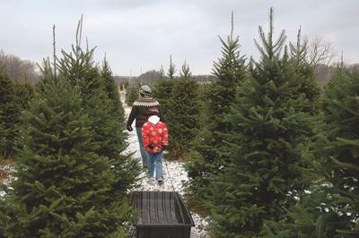Christmas Tree Tips And Tricks Northwestgeorgianews Com