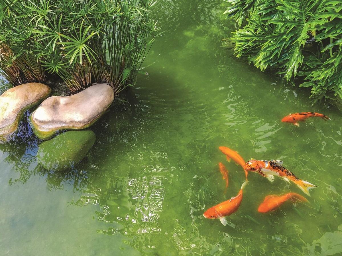 Adding Plants To Water Features Northwestgeorgianews Com