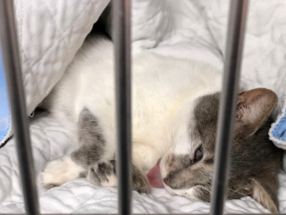 Rome Floyd Humane Society Event Spays And Neuters Up To 130 Cats