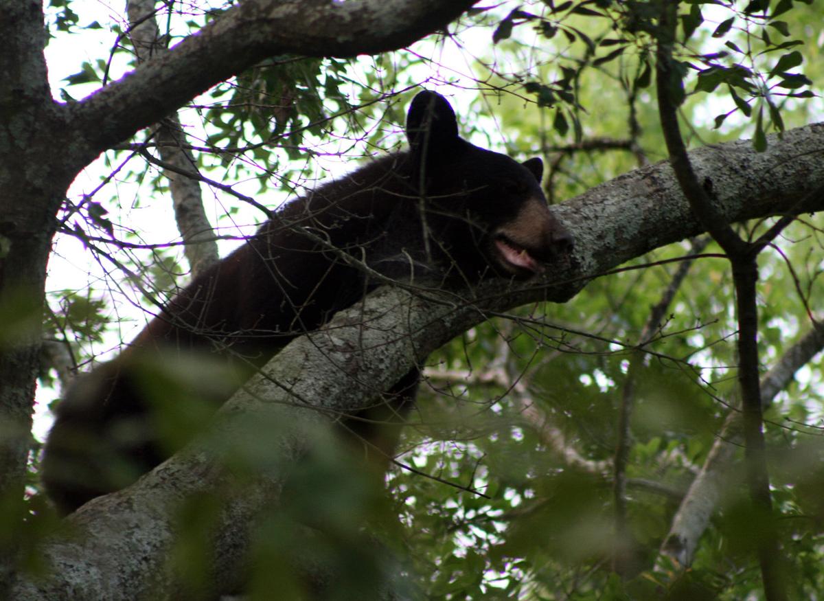 Spring signals black bears sightings in Local News