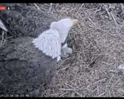 Meet the first baby eagle of the season